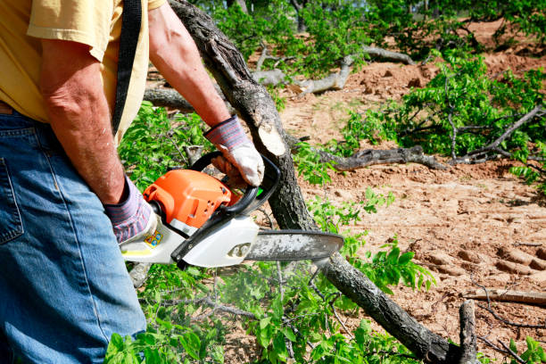 Tree Branch Trimming in Trexlertown, PA